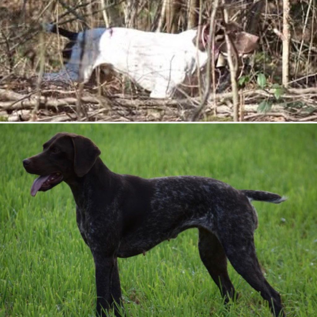 Gestation confirmée pour Ruby