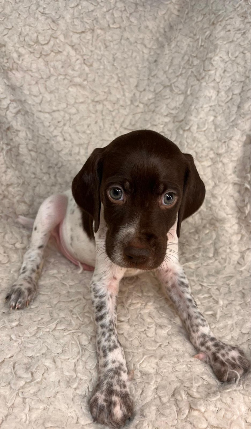 Des Secrets D'Une Tchouin - Chiots disponibles - Braque français, type Pyrenees (petite taille)