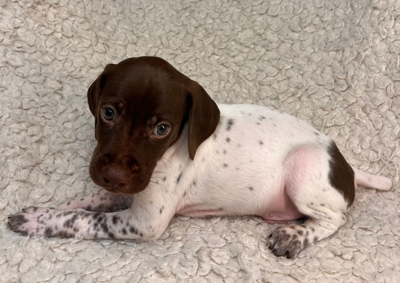 Des Secrets D'Une Tchouin - Chiots disponibles - Braque français, type Pyrenees (petite taille)