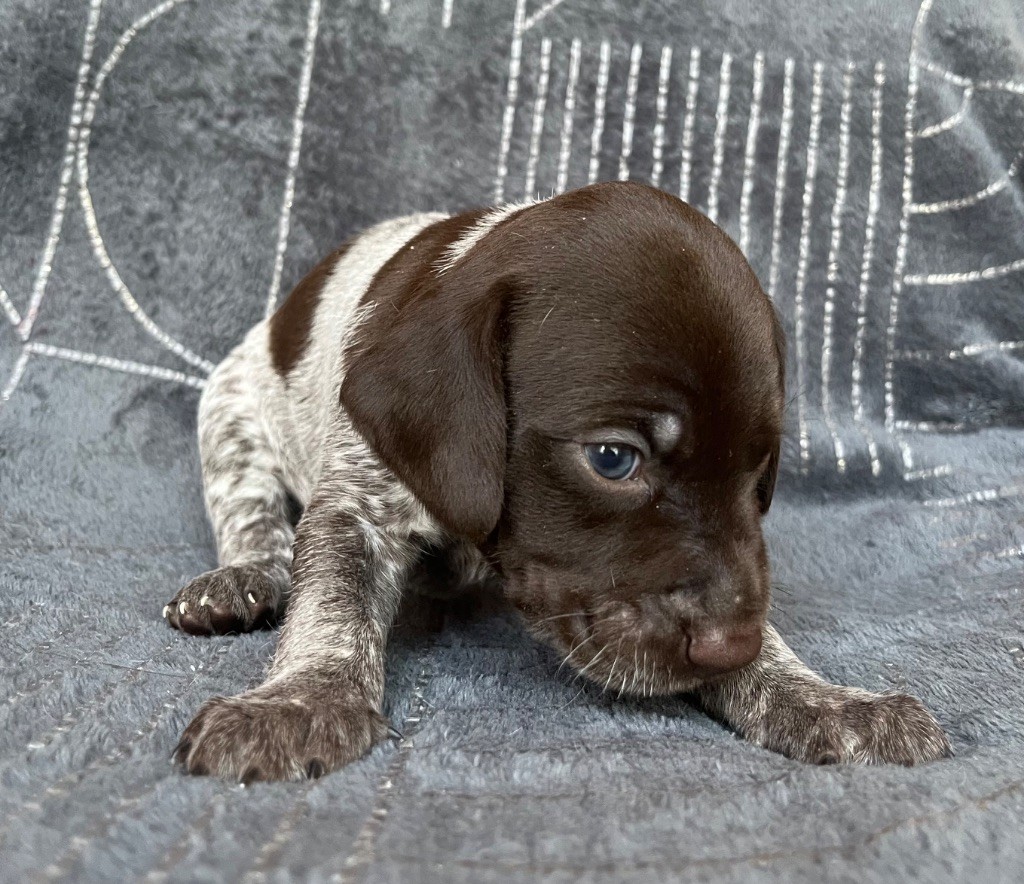 Des Secrets D'Une Tchouin - Chiots disponibles - Braque français, type Pyrenees (petite taille)