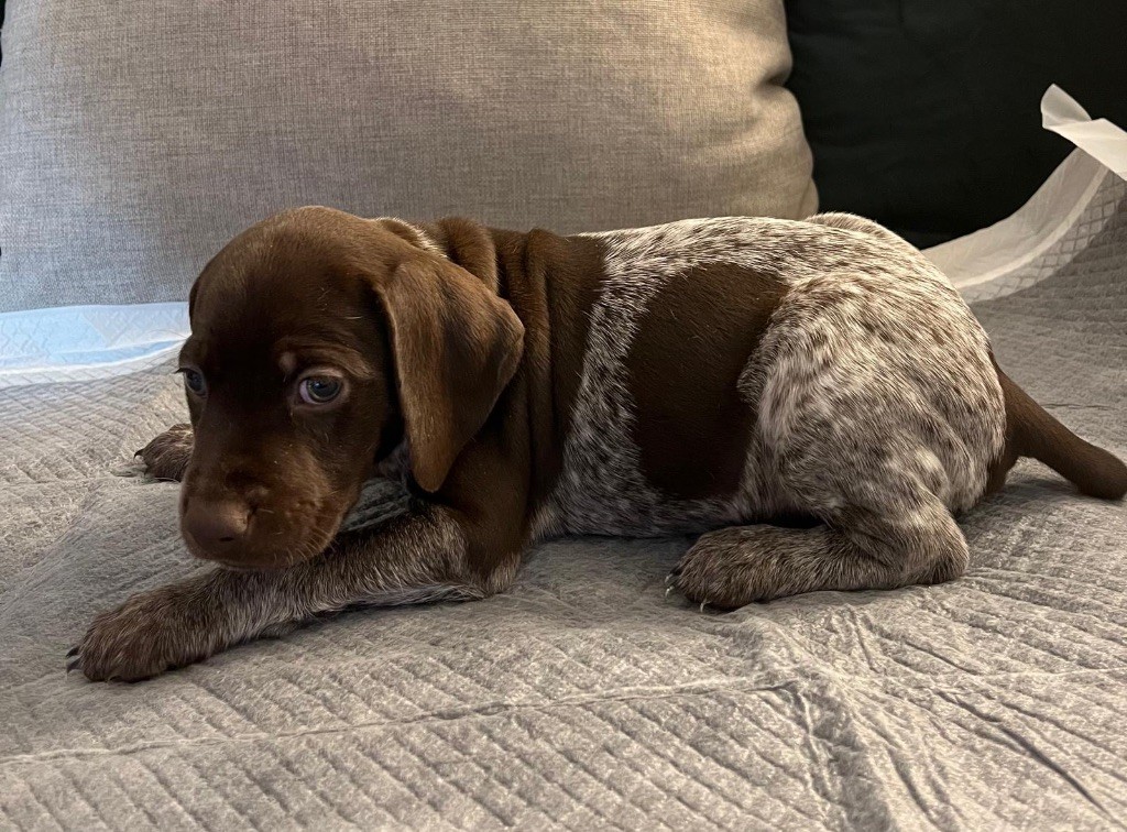 Des Secrets D'Une Tchouin - Chiots disponibles - Braque français, type Pyrenees (petite taille)