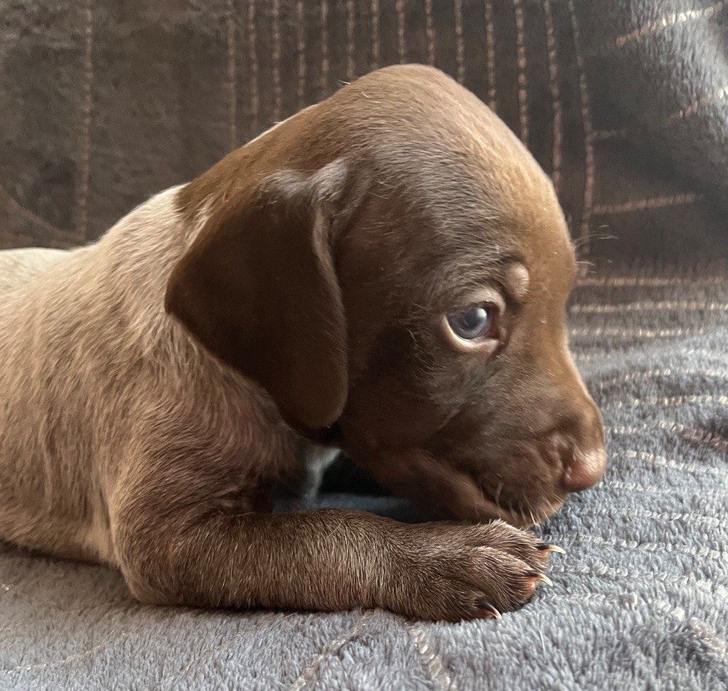 Des Secrets D'Une Tchouin - Chiots disponibles - Braque français, type Pyrenees (petite taille)